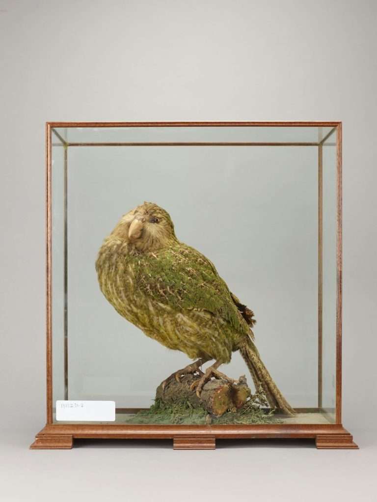 Taxidermy Collecting: Explore the Art of Stillness