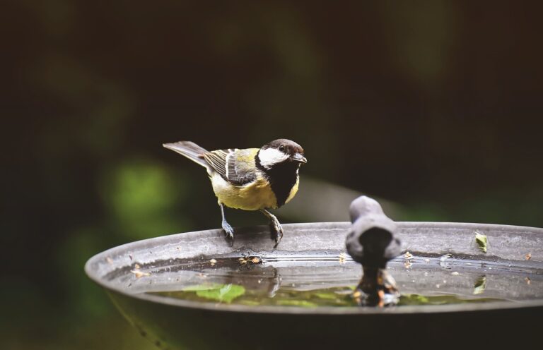Birdbath Collecting: Attract Feathered Friends With Unique Collectibles