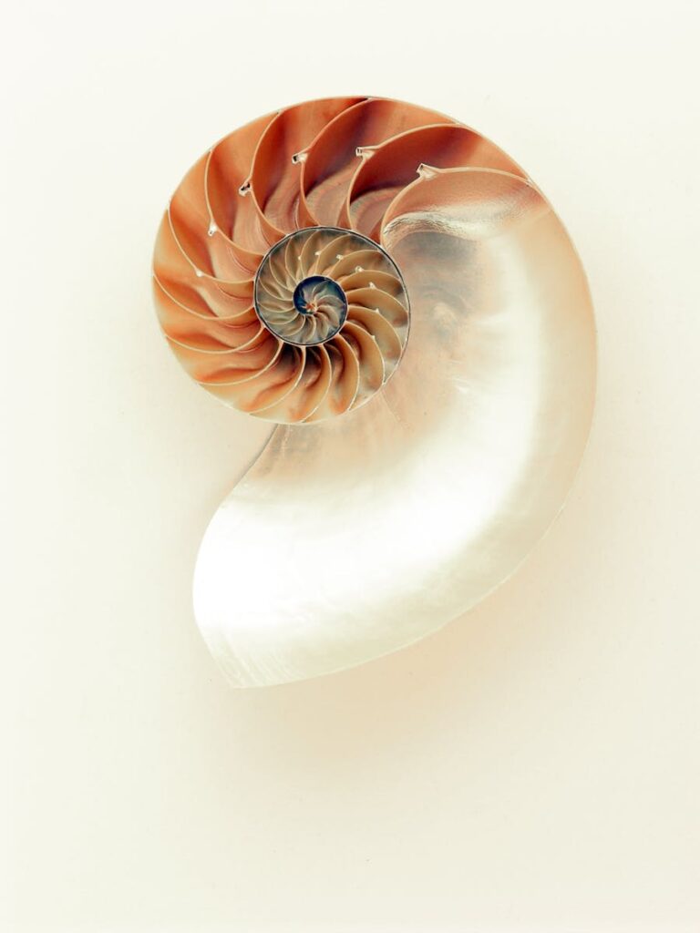 Orange and White Seashell on White Surface