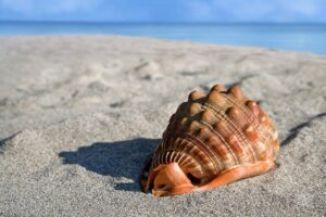 sea shell, giant conch, cypraeacassis rufa