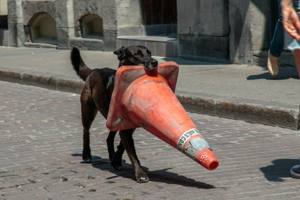 a black dog carrying an orange object on its back